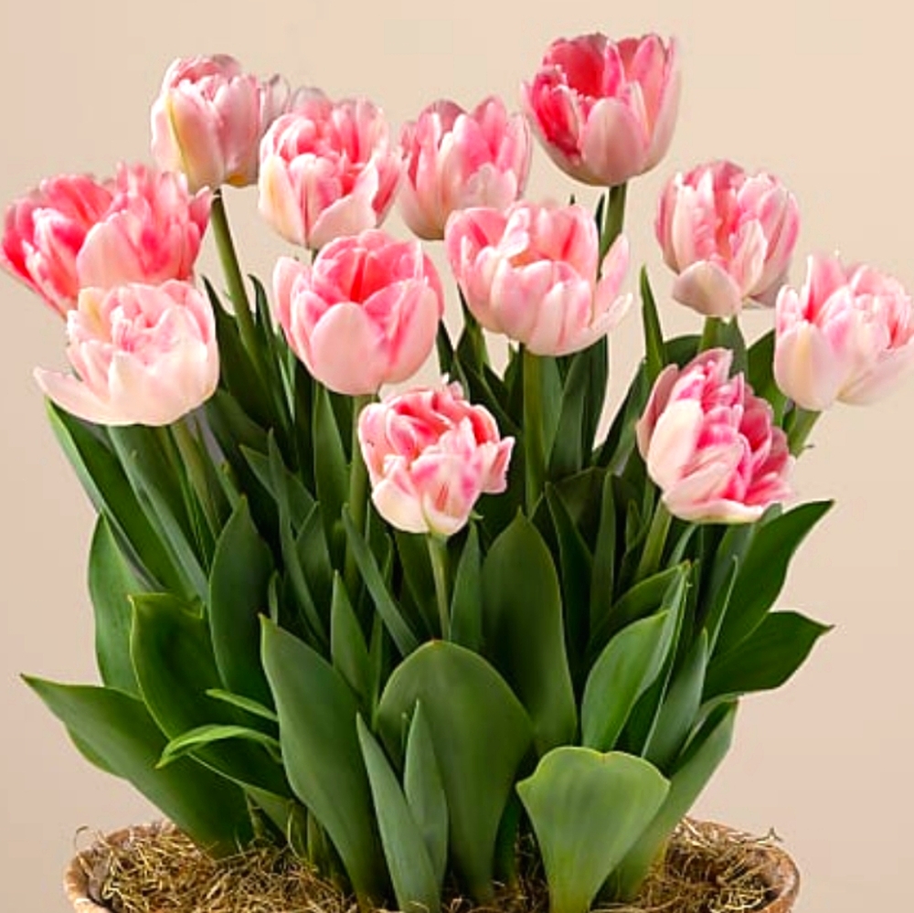 Meet your Posher, Lilla